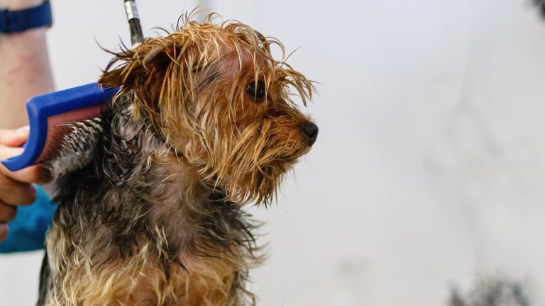 A blow-dry for a yorkie