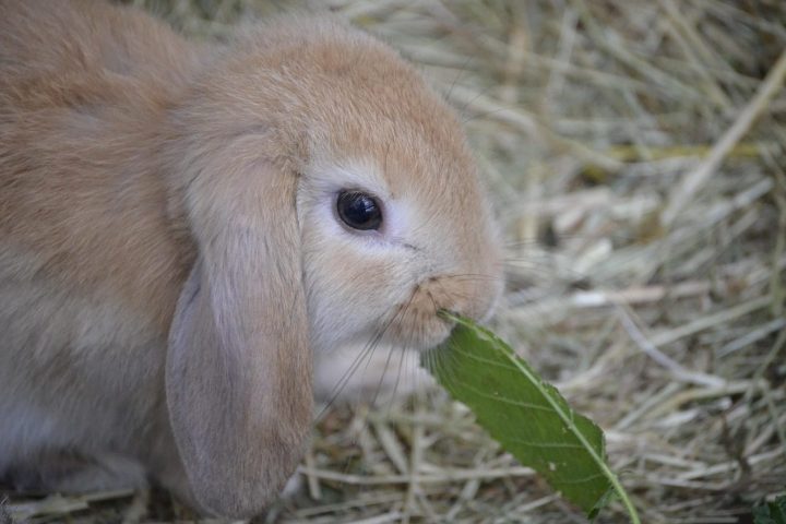 What rabbits should eat every day