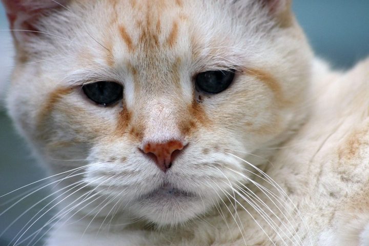 Caring for an older cat: signs to watch for