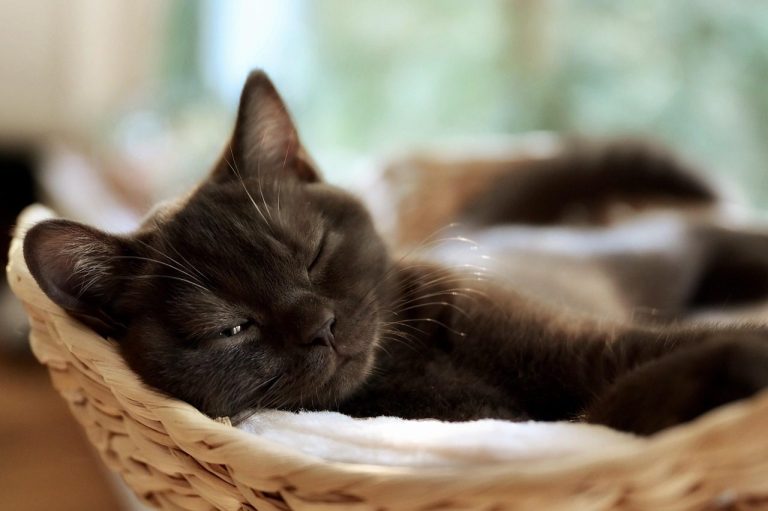 A quiet cat suite