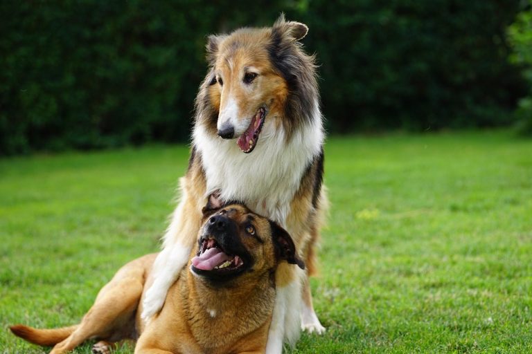 Best friends at daycare