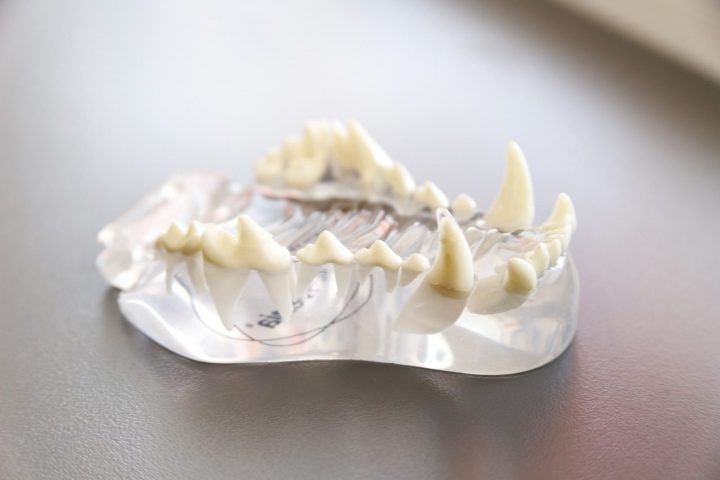 Dental Care