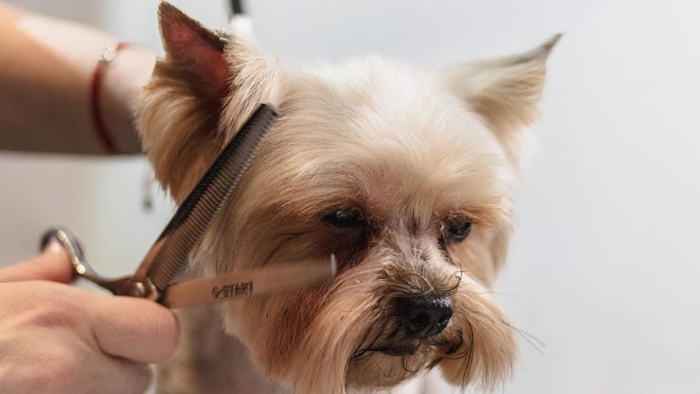 Scissoring a face trim