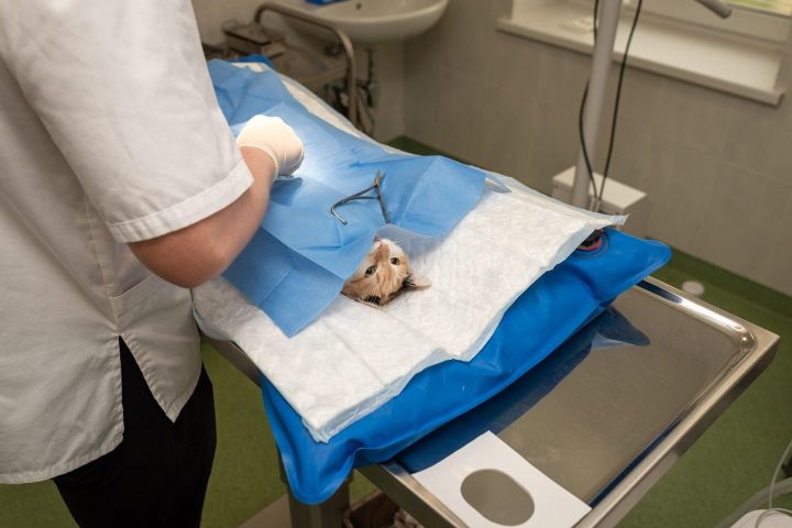 Spay & Neuter