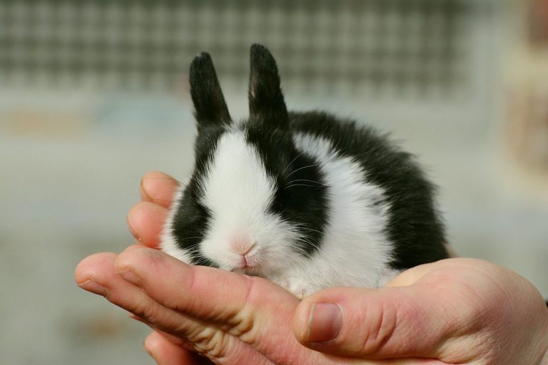 Rabbit health check