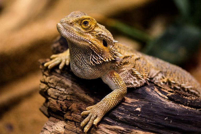 A bearded dragon check