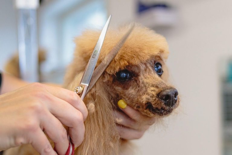 A puppy's first trim