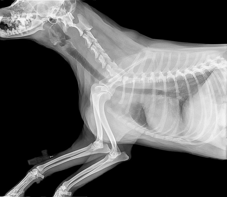Our digital X-ray